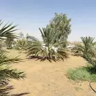 ثمرة للبيع
