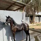 مهر عمره 3 اشهور
