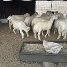 5طليان 6شهور والباقي اقل 10وشاه ورغبتي فوق سته شهور