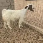 عنز مضرع. وجرم طيب
