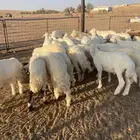 بهم حري ( تم البيع )