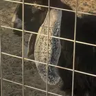 جفره عمرها 6شهور للبيع