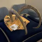 درع قرون وعل كبير