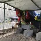 دجاج تحضين شرط