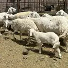 ولد حريات وخرفان حريه