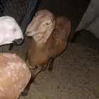 سواكن مرابي