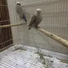 جوز روز للبيع