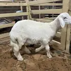 طلي لباني
