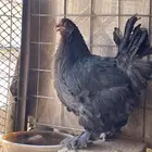دجاج براهما