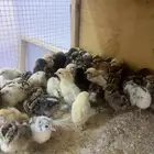 صوص بلدي