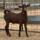 تيس جنوبي ادهم زبده