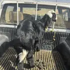 خروف
