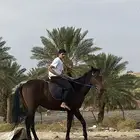 حصان إنجليزي