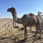 ابل ثلاث لبيع