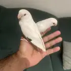 روز فيشر