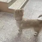 لللبع حيوانات