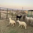 رخال تربيه الحد ( 730 )