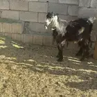 للبيع تيس جذع