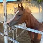 مهره شعبيه بنت ايدن سي