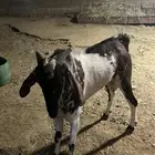 تيس فحل ثني