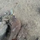 حجل صفرد