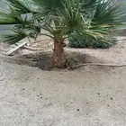 شجرة واشنطن متر