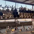 حمام زاجل حجم شرطط