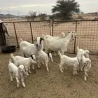 معزاء مشاريك