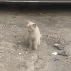 بسه