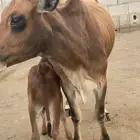 السلام عليكم ورحمة الله وبركاته