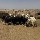 للبيع شياه نجد طيبة بفحلها