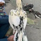 ديك ميوالي بطل