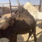 قعود زبده