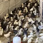 دجاج وفروخ وديوك