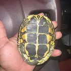 زلاحف العدد واحد البيع سمح