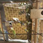 اجواز بادجي منتجه