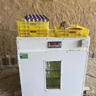 فقاسه جديده