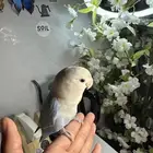 ببغاء روز اليف وهدد((تم البيع))
