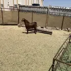 تيس فحل ادهم