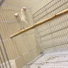 أزواج روز تم البيع