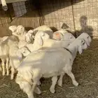 رخال طييه