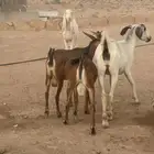معزا هجين وعل وهجين مصري مع هولندي