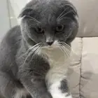 قط سكوتش فولد