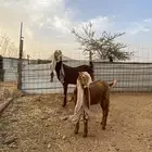 عنز حجازيه