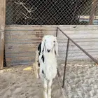 خروف