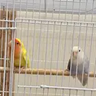 روز ذكر و انثئ