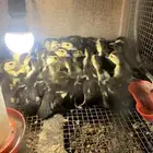صوص بط مصر