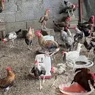 ديوك دجاج بلدي