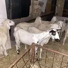 عنز دافع طيبه ما شاء الله