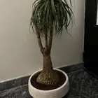 شجر طبيعي